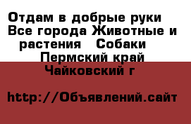 Отдам в добрые руки  - Все города Животные и растения » Собаки   . Пермский край,Чайковский г.